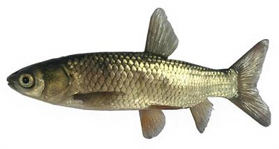 Change in Ubiquitin Proteasome System of Grass Carp Ctenopharyngodon idellus Reared in the Different Stocking Densities